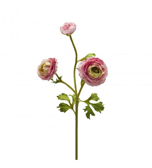 Ramo di Ranuncolo Dea x3 Rosa H 60 cm - EDG