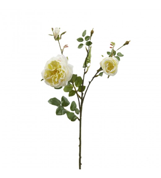 Ramo di Rosa Inglese x2 con Bocciolo Giallo Tenue H 61 cm - EDG 