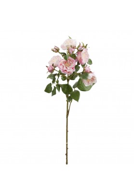 Ramo di Rosa Francese x5 con Boccioli Rosa H 61 cm - EDG 