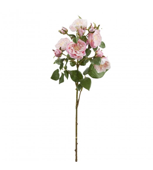 Ramo di Rosa Francese x5 con Boccioli Rosa H 61 cm - EDG 