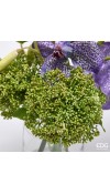 Composizione Orchidea Vanda con Foglie in Vaso H36- EDG