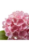 Ramo di Ortensia Nobile New Rosa 2Ass. H 60 cm - EDG 