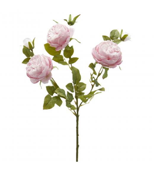Ramo di Rosa Sonia Rosa H65 - EDG