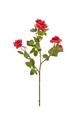 Fiore di Rosa mini Rex Rosso - EDG 