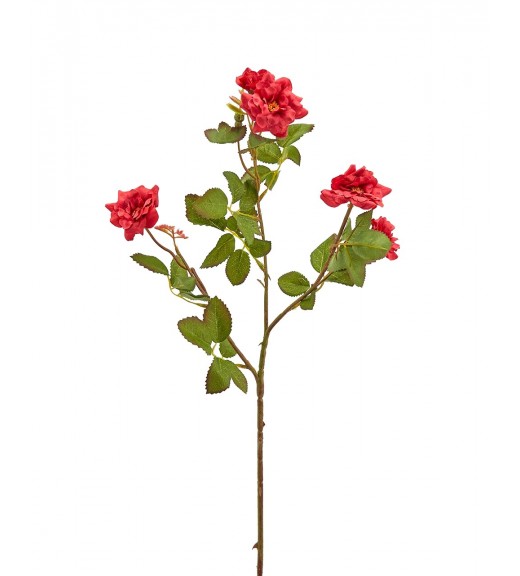 Fiore di Rosa mini Rex Rosso - EDG 