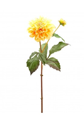 Fiore di Dalia Dea con bocciolo - EDG 