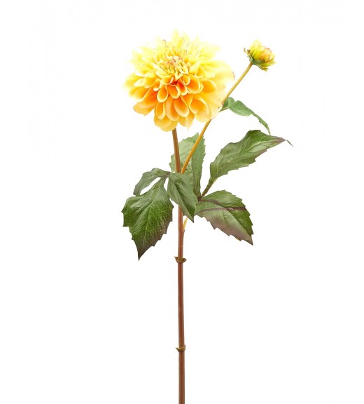 Fiore di Dalia Dea con bocciolo - EDG 