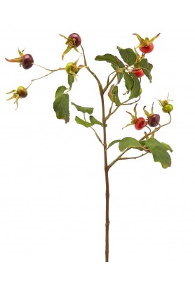 Ramo di Rosa canina - EDG