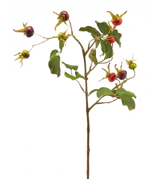 Ramo di Rosa canina - EDG