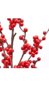 Ramo di Ilex H77 - EDG