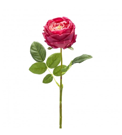 Fiore di Rosa Elide Porpora con foglie H45 - EDG