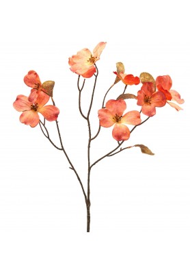Ramo di Cornus H72 - EDG 