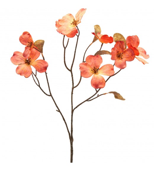 Ramo di Cornus H72 - EDG 