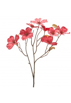 Ramo di Cornus H72 - EDG 