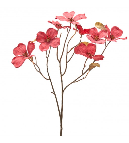 Ramo di Cornus H72 - EDG 