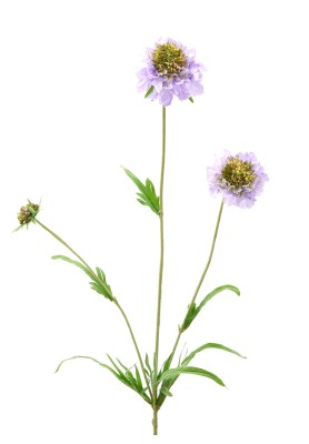 Fiore di Scabiosa Lilla H65 - EDG 