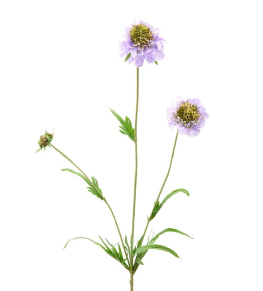 Fiore di Scabiosa Lilla H65 - EDG 