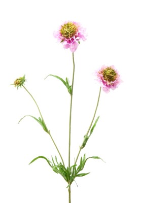 Fiore di Scabiosa Rosa H65 - EDG