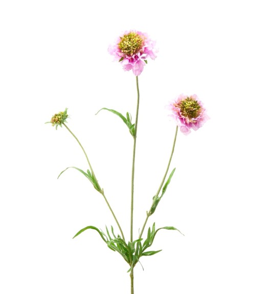 Fiore di Scabiosa Rosa H65 - EDG