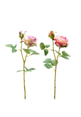 Fiori di Rosa Olis con Bocciolo 2COL/ASS - EDG