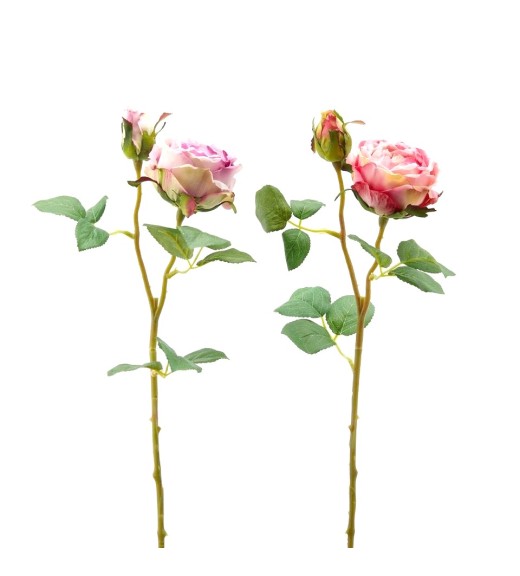 Fiori di Rosa Olis con Bocciolo 2COL/ASS - EDG