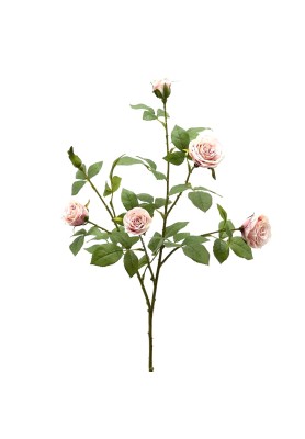 Ramo di Rosa Duke Rosa H68 - EDG