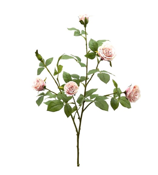 Ramo di Rosa Duke Rosa H68 - EDG
