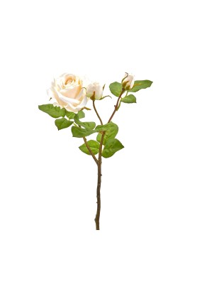 Fiore di Rosa Elis Avorio H48 - EDG