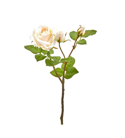 Fiore di Rosa Elis Avorio H48 - EDG