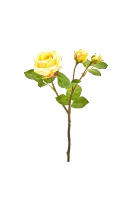Fiore di Rosa Elis Gialla H48 - EDG