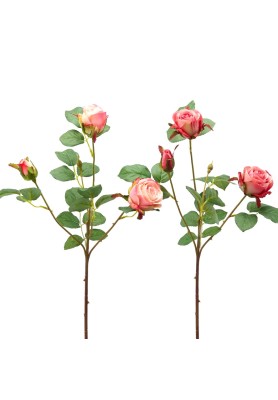 Fiori di Rosa Olga Olis con Bocciolo 2COL/ASS - EDG