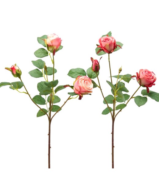 Fiori di Rosa Olga Olis con Bocciolo 2COL/ASS - EDG