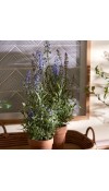 Pianta Artificiale di Lavanda West - EDG