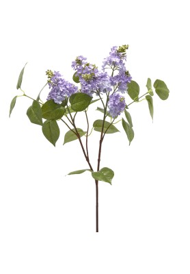 Fiore di Lillà Lavanda - EDG
