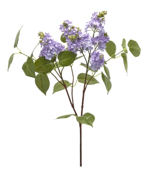 Fiore di Lillà Lavanda - EDG
