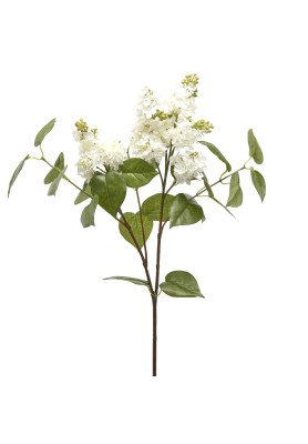 Fiore di Lillà Bianco - EDG