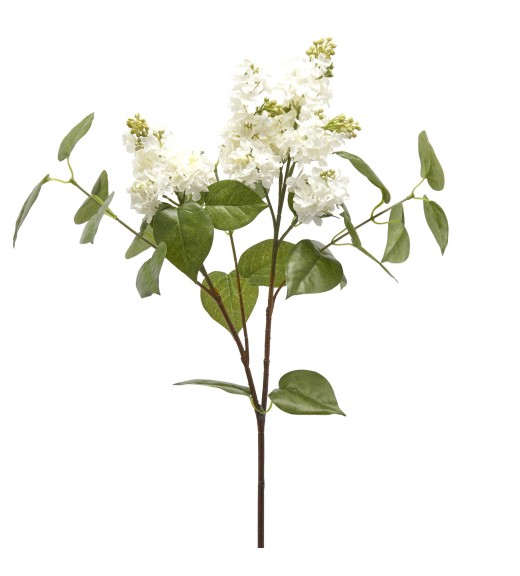 Fiore di Lillà Bianco - EDG