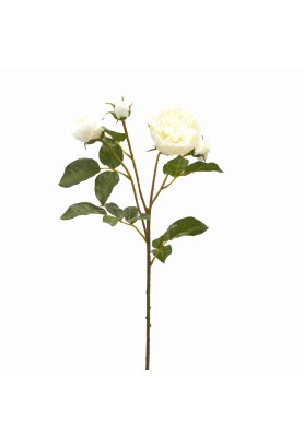 Fiore di Rosa Dea Superior Bianco -EDG