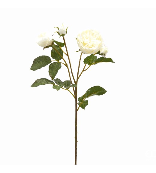 Fiore di Rosa Dea Superior Bianco -EDG