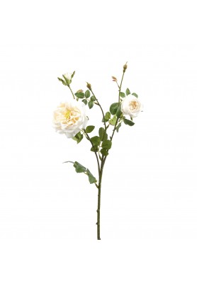 Fiore di Rosa Inglese 2 Fiori e Bocciolo Bianco H61 - EDG