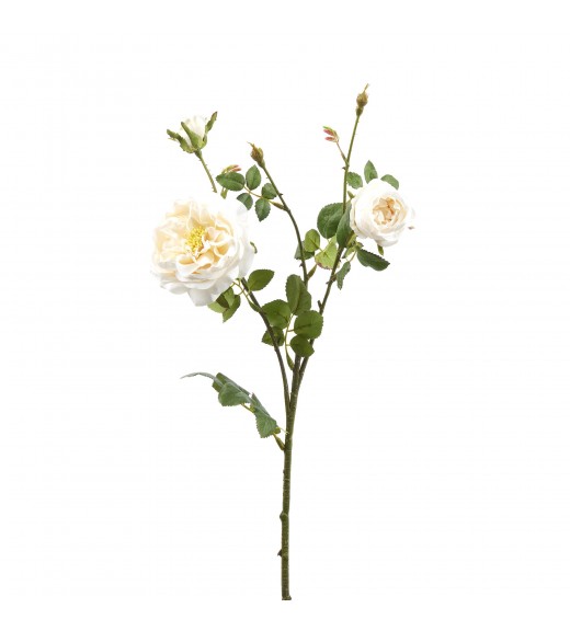 Fiore di Rosa Inglese 2 Fiori e Bocciolo Bianco H61 - EDG