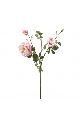 Fiore di Rosa Inglese 2 Fiori e Bocciolo Rosa H61 - EDG