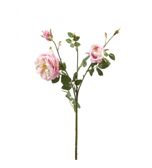 Fiore di Rosa Inglese 2 Fiori e Bocciolo Rosa H61 - EDG