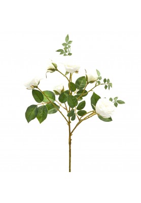 Ramo di Rosa 6 Fiori Bianco H55 - EDG
