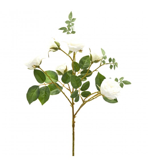 Ramo di Rosa 6 Fiori Bianco H55 - EDG