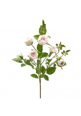 Ramo di Rosa 6 Fiori Rosa e Avorio H55 - EDG