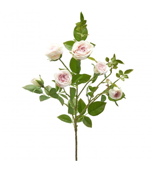 Ramo di Rosa 6 Fiori Rosa e Avorio H55 - EDG