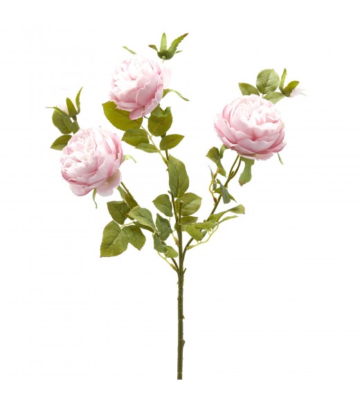 Ramo di Rosa Sonia Rosa H65 - EDG