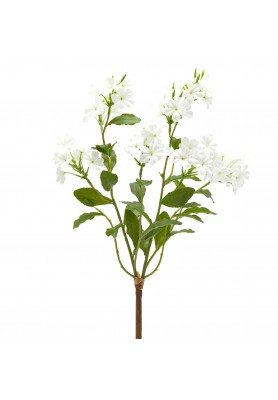 Cespuglio di Piombaggine Bianco H45 - EDG 