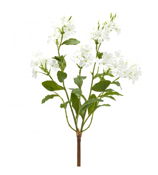 Cespuglio di Piombaggine Bianco H45 - EDG 